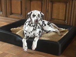 Fee Amilia vom Hause Fiedanu „Mia“